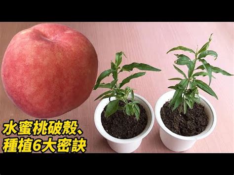 水蜜桃籽可以種嗎|【桃子籽種植】從桃子籽到盆栽水蜜桃樹：簡單幾步，輕鬆種出你。